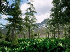 UE冬季和夏季的云杉松树林场景模型资源包Spruce Forest Winter and Summer
