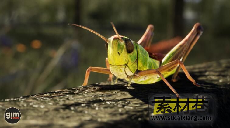 UE蚱蜢模型资源包Animalia - Meadow Grasshopper