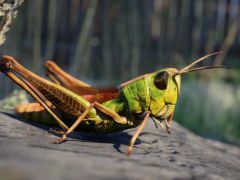 UE蚱蜢模型资源包Animalia - Meadow Grasshopper