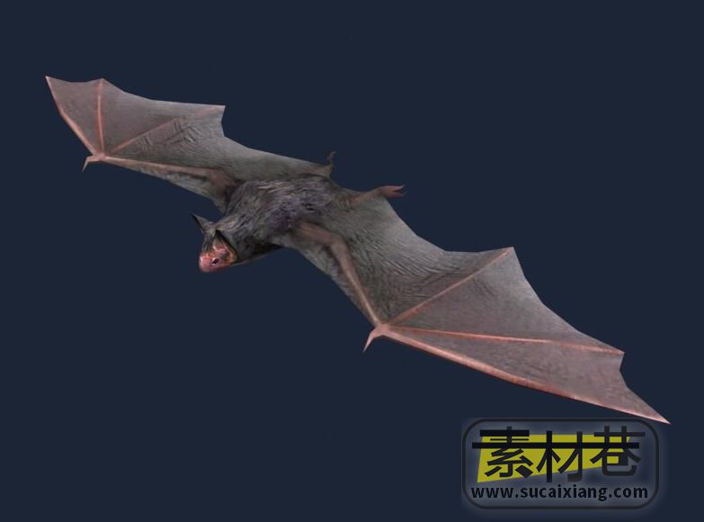蝙蝠3D模型