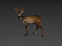 小鹿动画3D模型