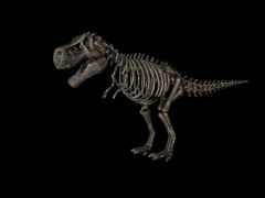 远古恐龙骨骼化石3D模型