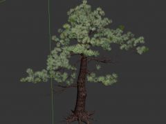 游戏松叶和写实松树3D模型