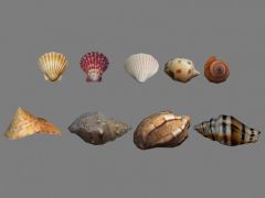 9种海螺贝壳3D模型