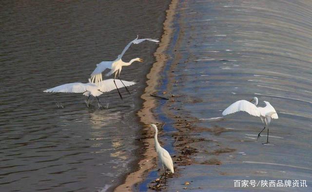 水禽科技资讯(水禽行情网下载)下载